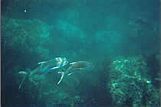 Snorkel