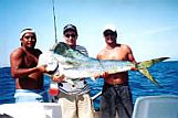 Dorado