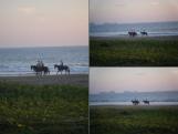 Cabalgatas en Playa Larga
