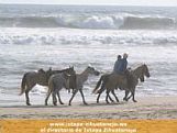 Paseo a caballos - Playa Troncones