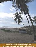 Palmeras - Playa Troncones