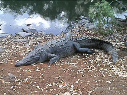 Crocodiles in Ixtapa Zihuatanejo