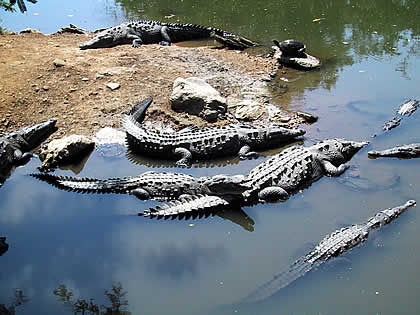 Cocodrilos en Ixtapa Zihuatanejo