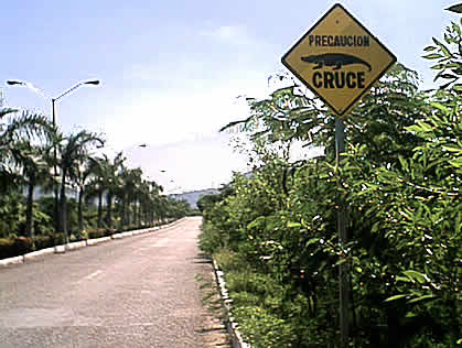 Crocodiles in Ixtapa Zihuatanejo