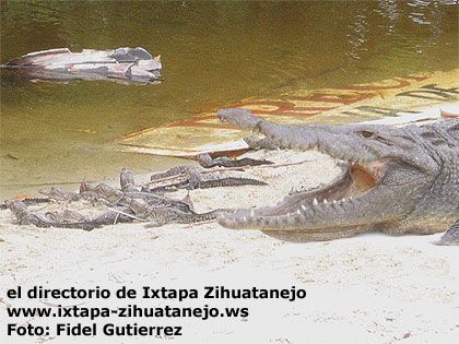 Crocodiles in Ixtapa Zihuatanejo