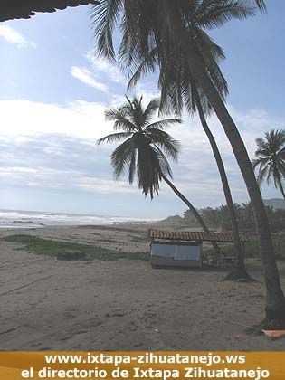 Palmeras - Playa Troncones