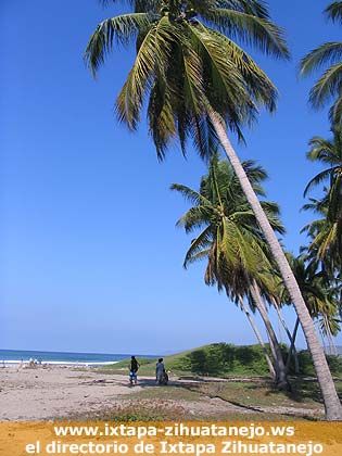 Palmeras, Playa Linda